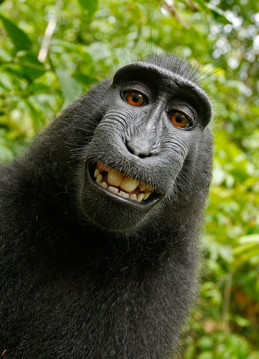 monkey